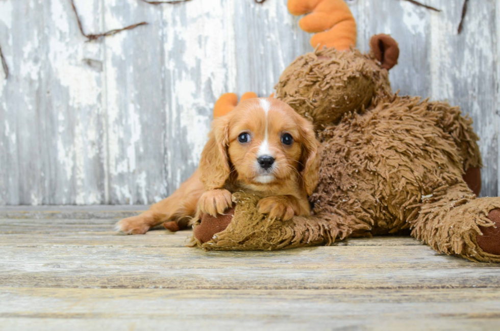 Adorable Cavalier King Charles Spaniel Purebred Puppy