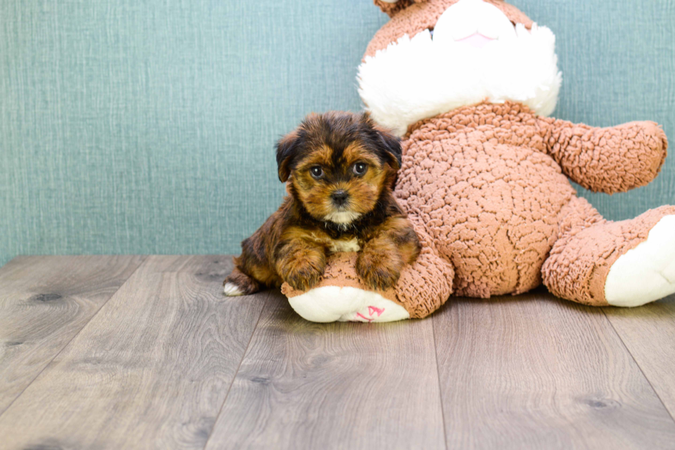 Fluffy Shorkie Designer Pup