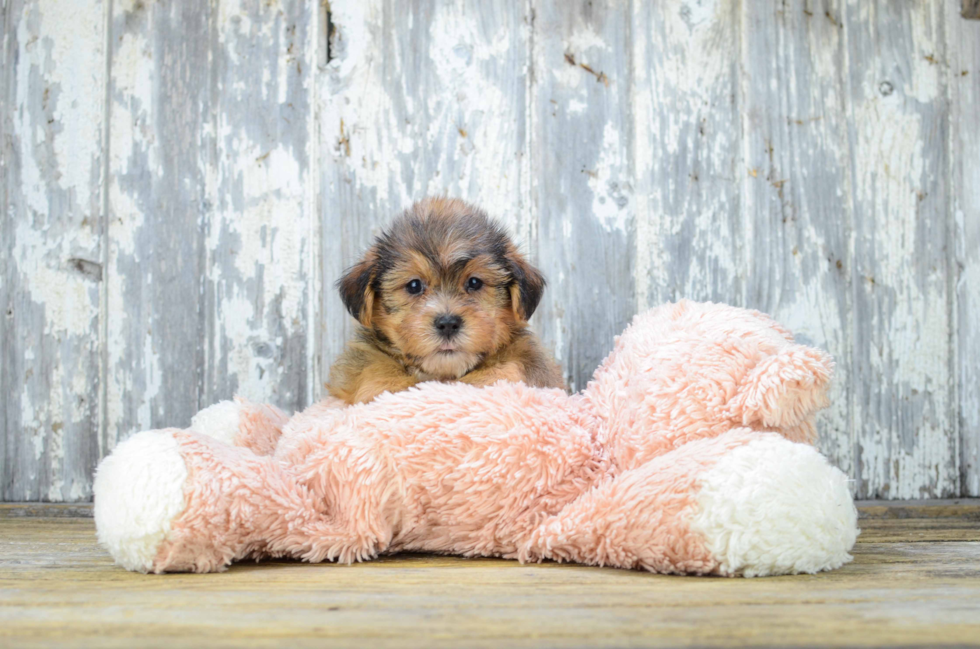 Shorkie Puppy for Adoption
