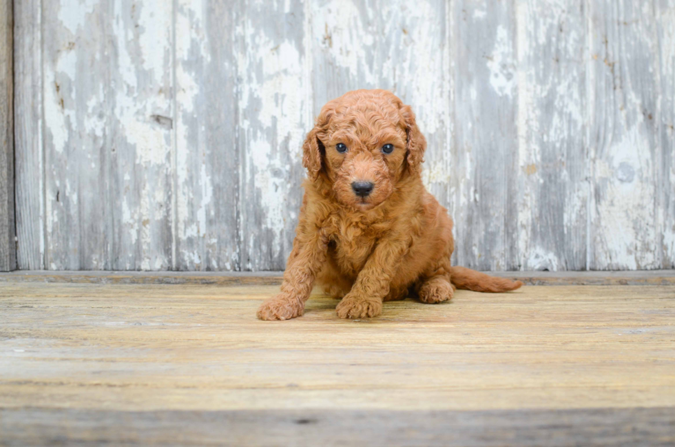Mini Goldendoodle Pup Being Cute
