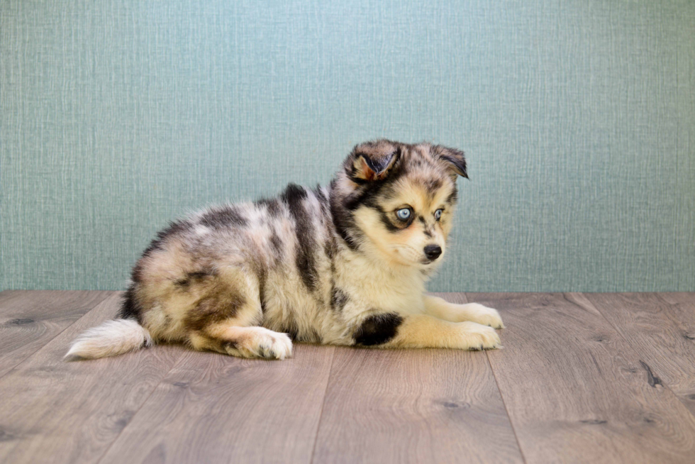 Adorable Mini Husky Designer Puppy