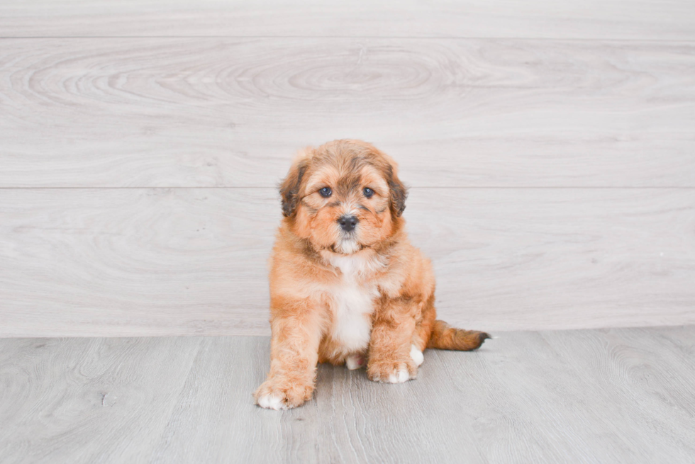 Mini Bernedoodle Puppy for Adoption