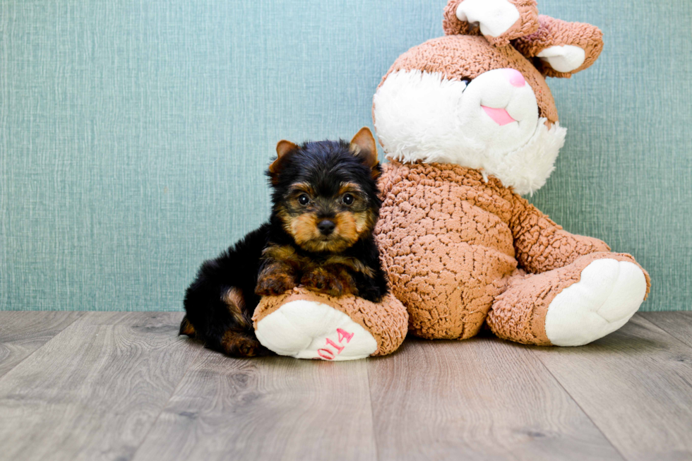 Meet Rascal - our Yorkshire Terrier Puppy Photo 