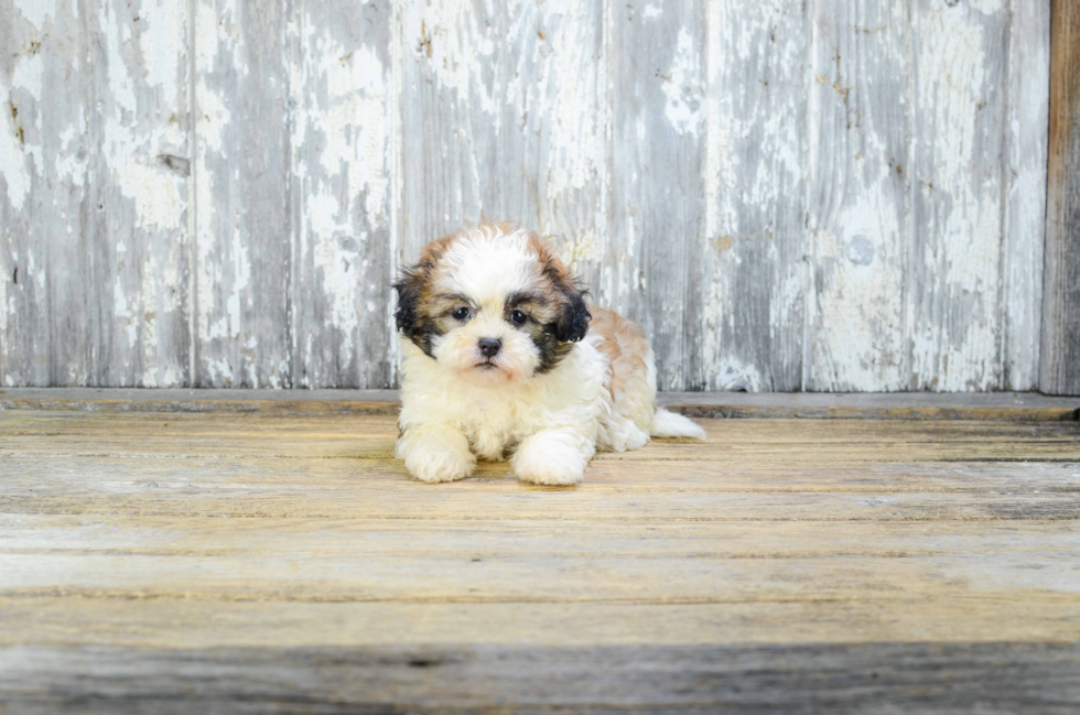 Best Teddy Bear Baby