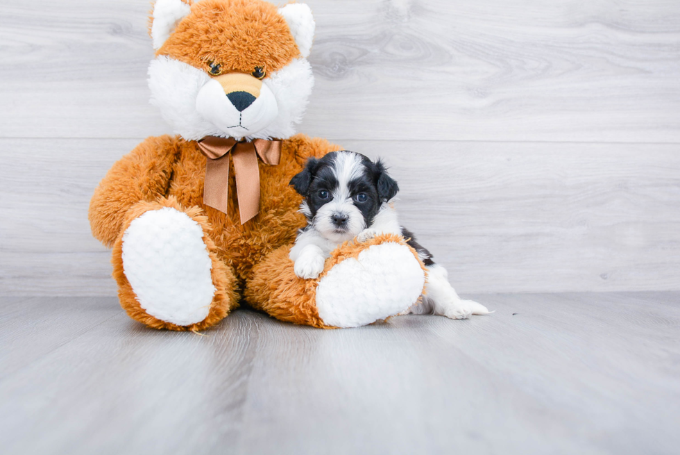 Playful Shit Designer Puppy