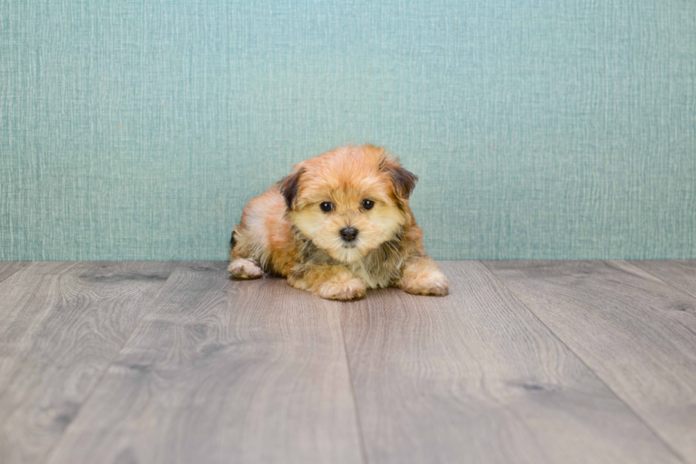 Small Morkie Baby