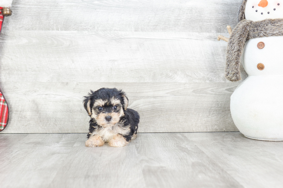 Fluffy Morkie Designer Pup