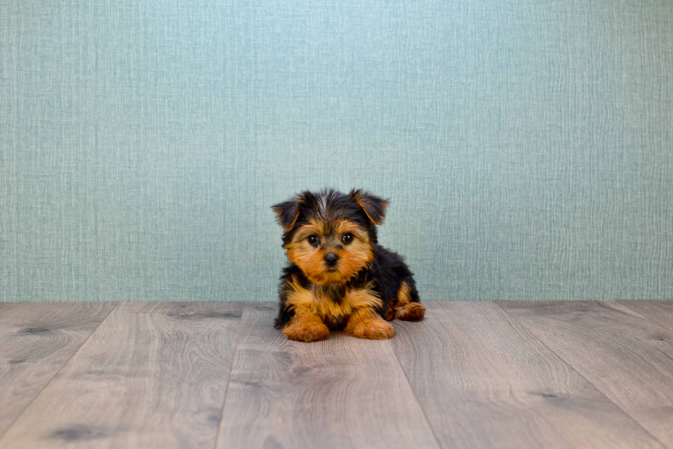 Meet Bella - our Yorkshire Terrier Puppy Photo 