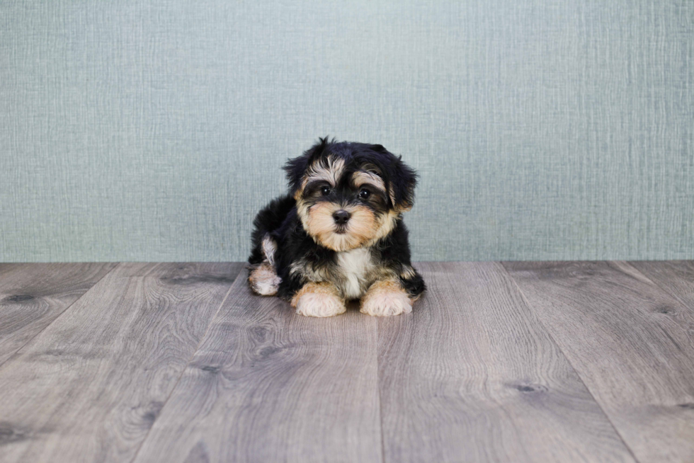 Sweet Morkie Baby