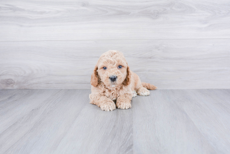 Mini Goldendoodle Puppy for Adoption