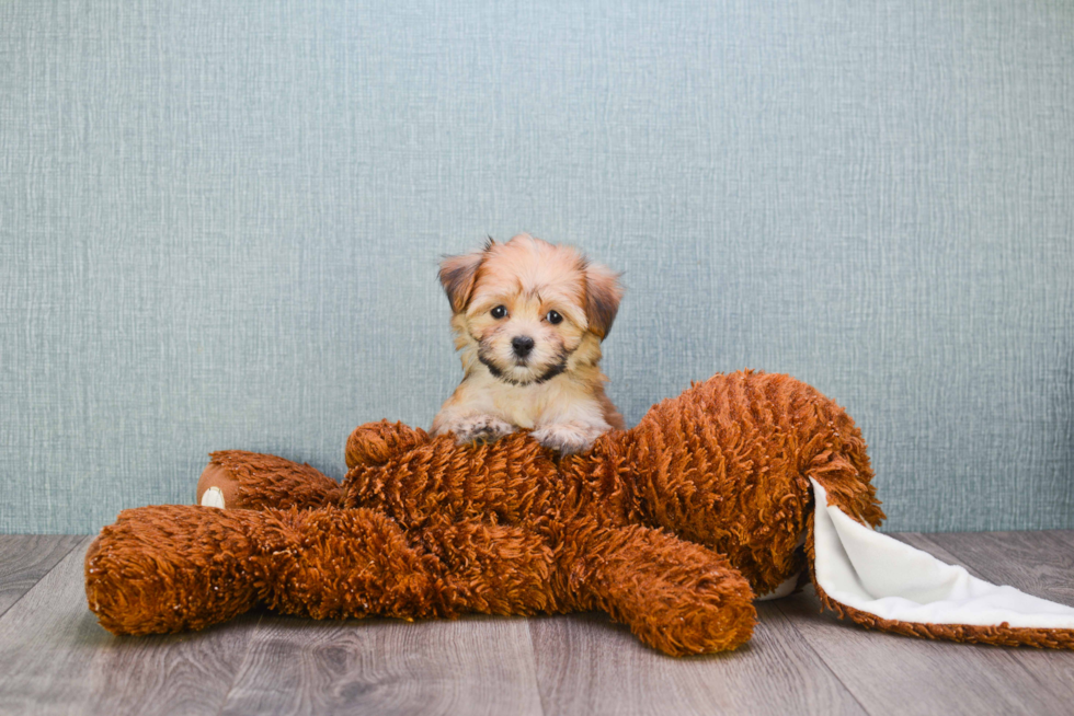 Popular Morkie Designer Pup