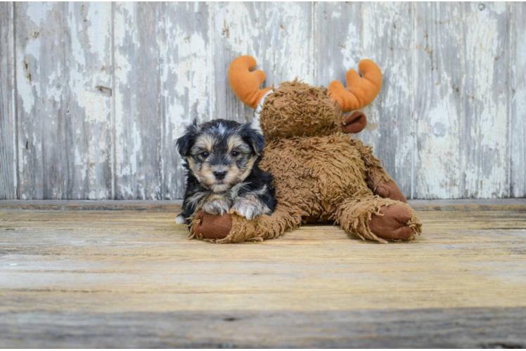 Morkie Puppy for Adoption