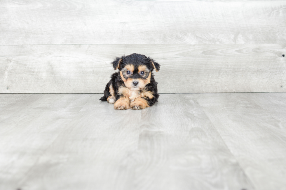 Morkie Puppy for Adoption