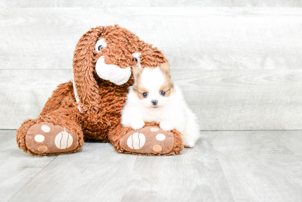 Pomeranian Pup Being Cute