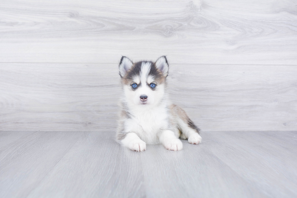 Best Pomsky Baby