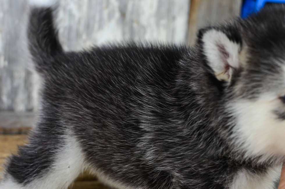 Petite Pomsky Designer Pup