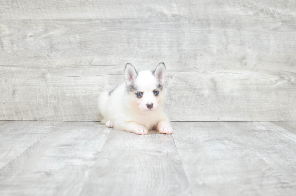 Pomsky Puppy for Adoption