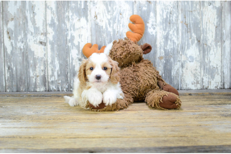 Cavapoo Pup Being Cute