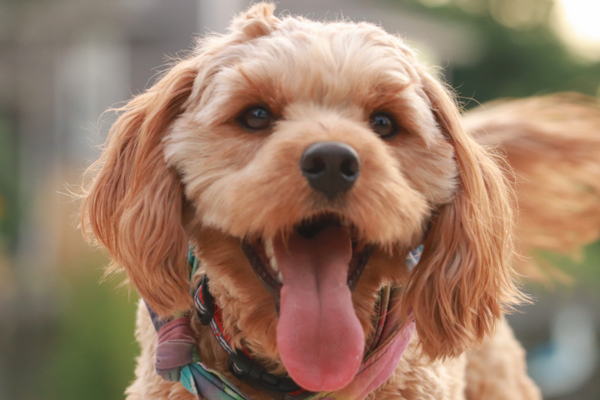 F1 Cavapoo Guide: Characteristics, Care, Costs & More 