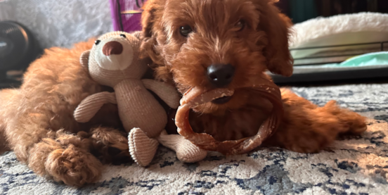 What Is an F1 Mini Goldendoodle? 