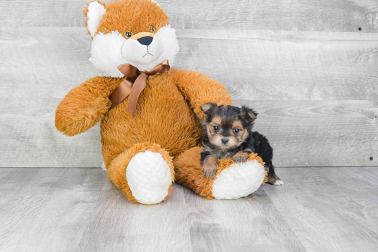 Funny Morkie Designer Pup