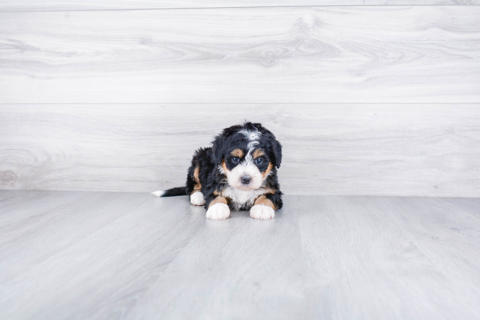 Petite Mini Bernedoodle Poodle Mix Pup