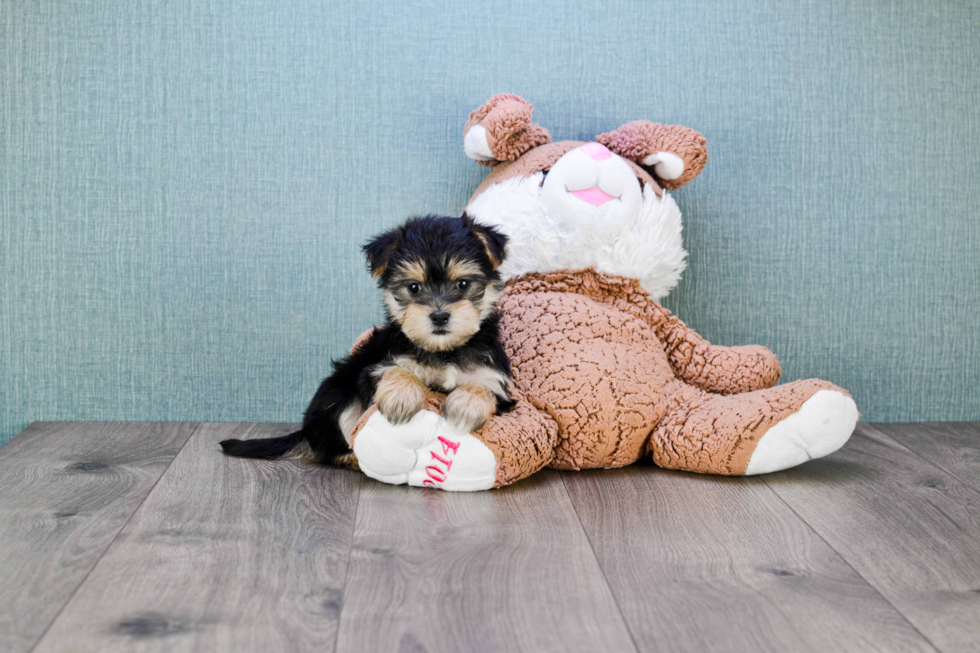 Hypoallergenic Yorkie Designer Puppy