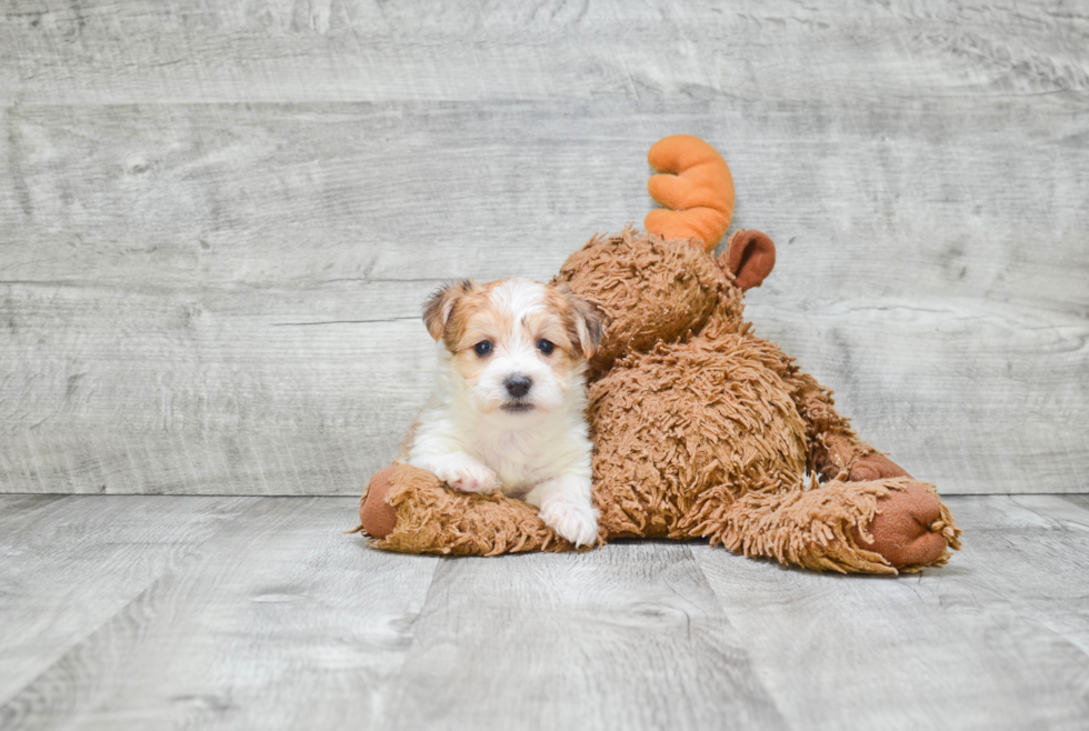 Hypoallergenic Yorkie Designer Puppy