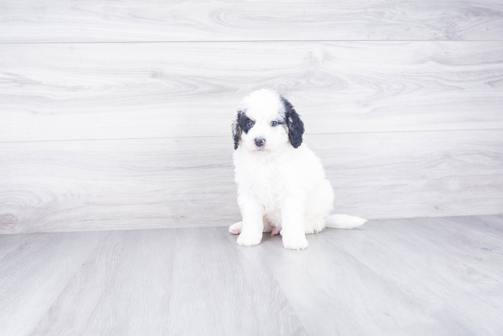 Little Mini Berniedoodle Poodle Mix Puppy
