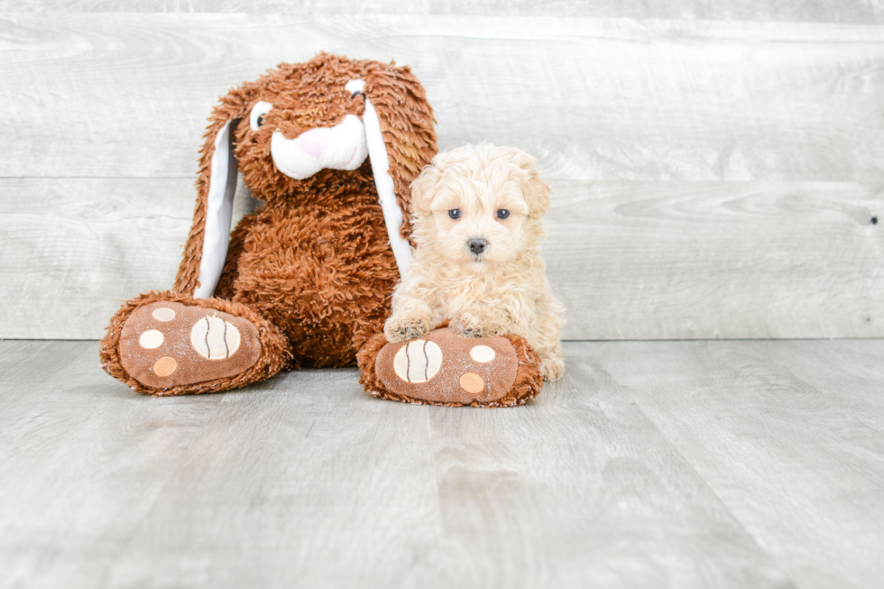 Maltipoo Pup Being Cute