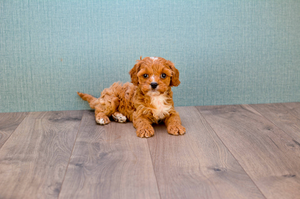Friendly Cavapoo Baby