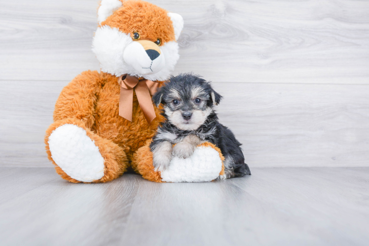 Little Yorkie Designer Puppy
