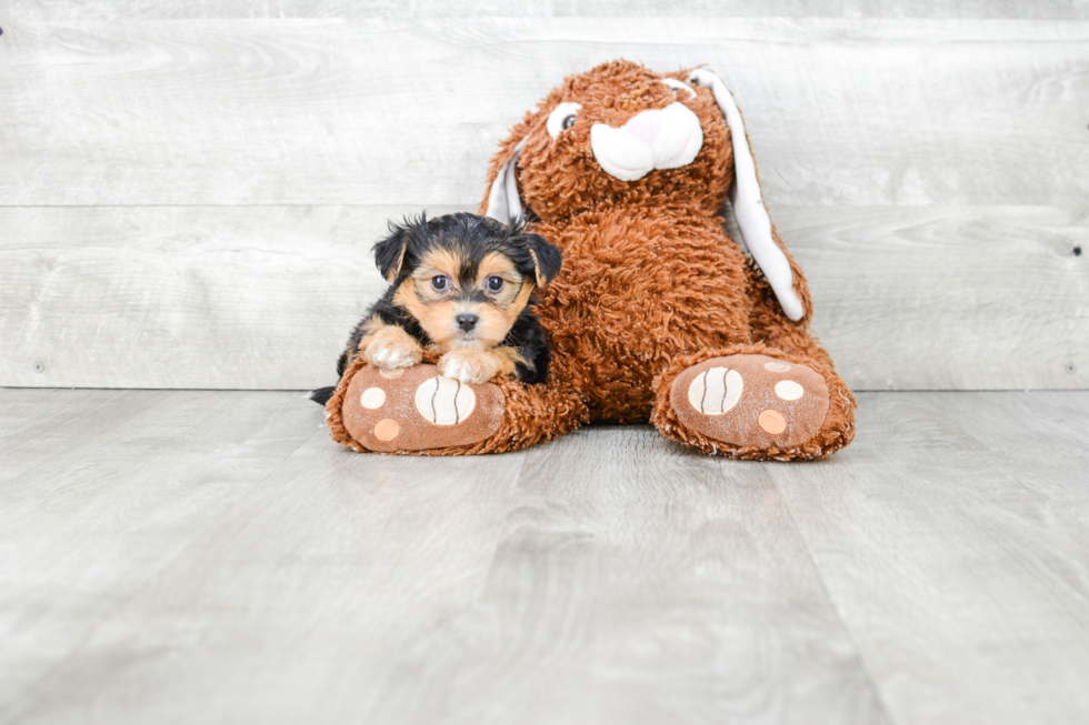 Morkie Puppy for Adoption