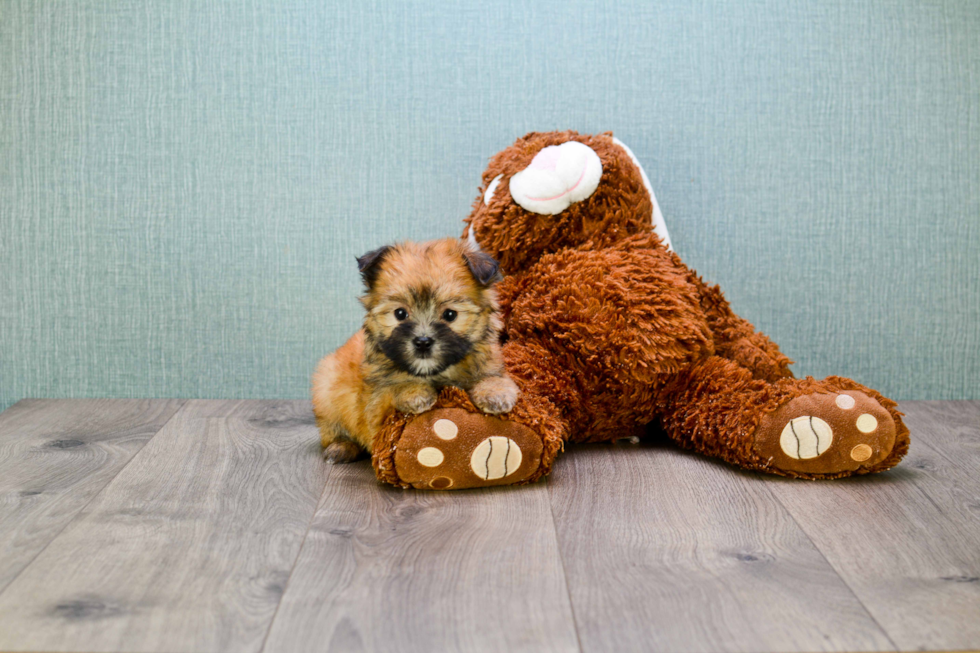 Morkie Pup Being Cute