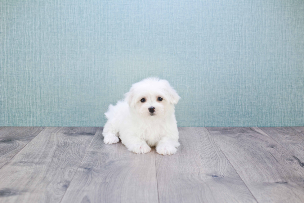 Hypoallergenic Maltese Baby