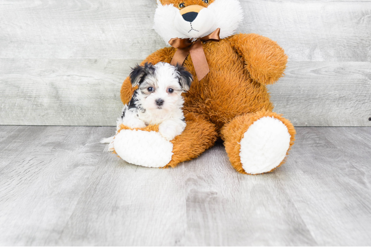 Morkie Puppy for Adoption