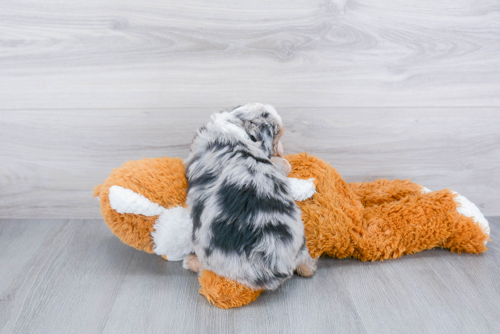 Best Mini Aussiedoodle Baby