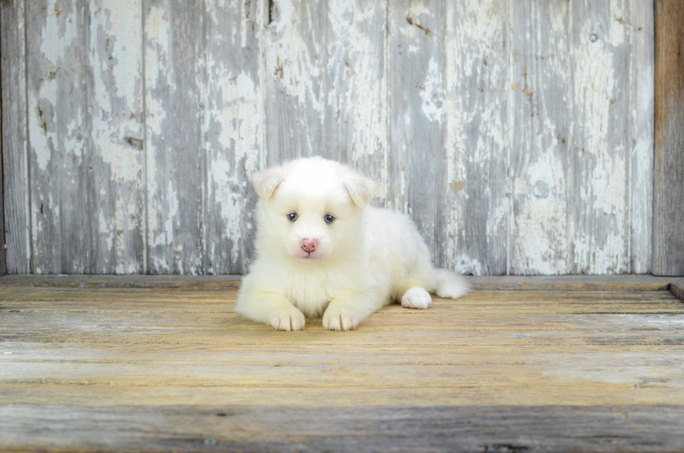 Adorable Mini Husky Designer Puppy