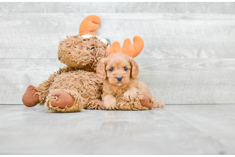 Happy Cavapoo Baby
