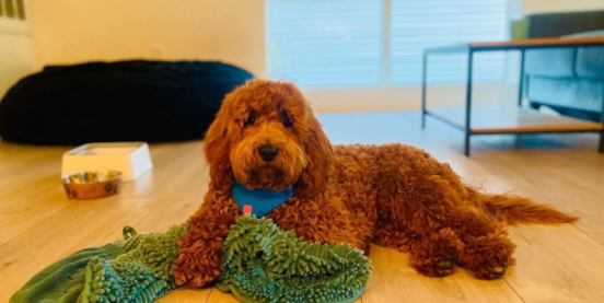 What Is a Mini Goldendoodle F1B? 