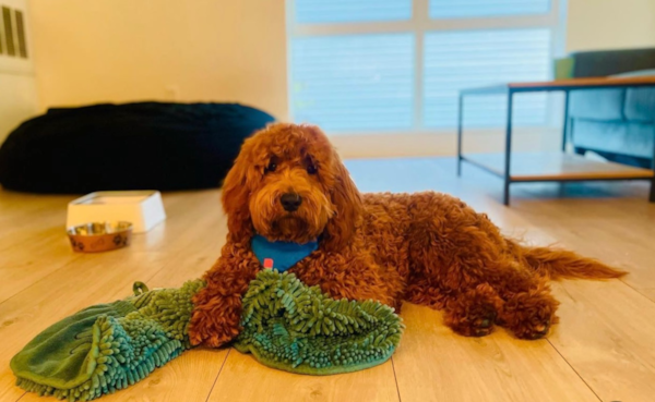 F1B Mini Goldendoodle: Best Traits, Size, Shedding & FAQs 