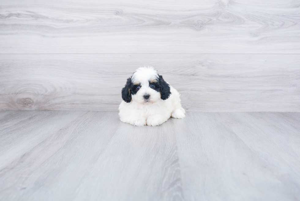 Best Mini Bernedoodle Baby