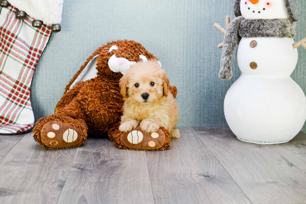 Maltipoo Pup Being Cute