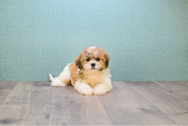 Teddy Bear Puppy for Adoption