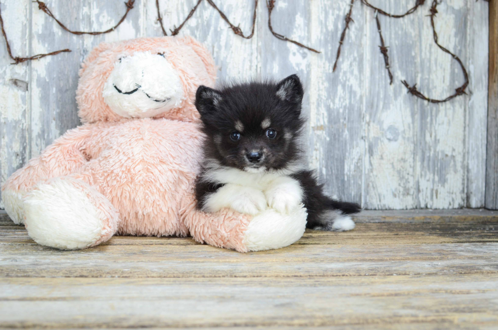 Best Pomsky Baby