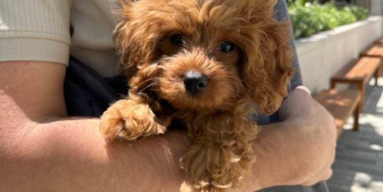 F2 Cavapoo: A Beginner’s Guide  