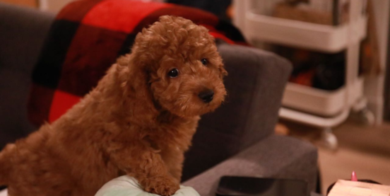 F2 Mini Goldendoodle Guide to the Second-Generation Doodle