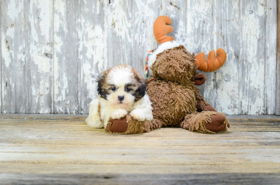 Fluffy Teddy Bear Designer Pup