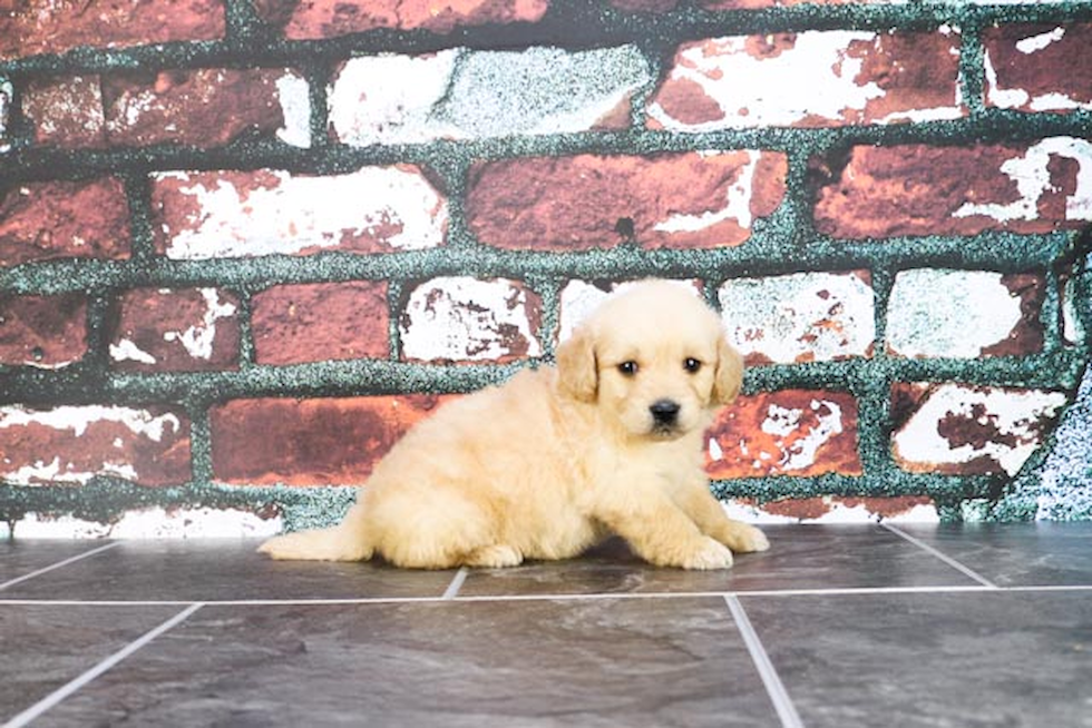 Happy Mini Goldendoodle Baby