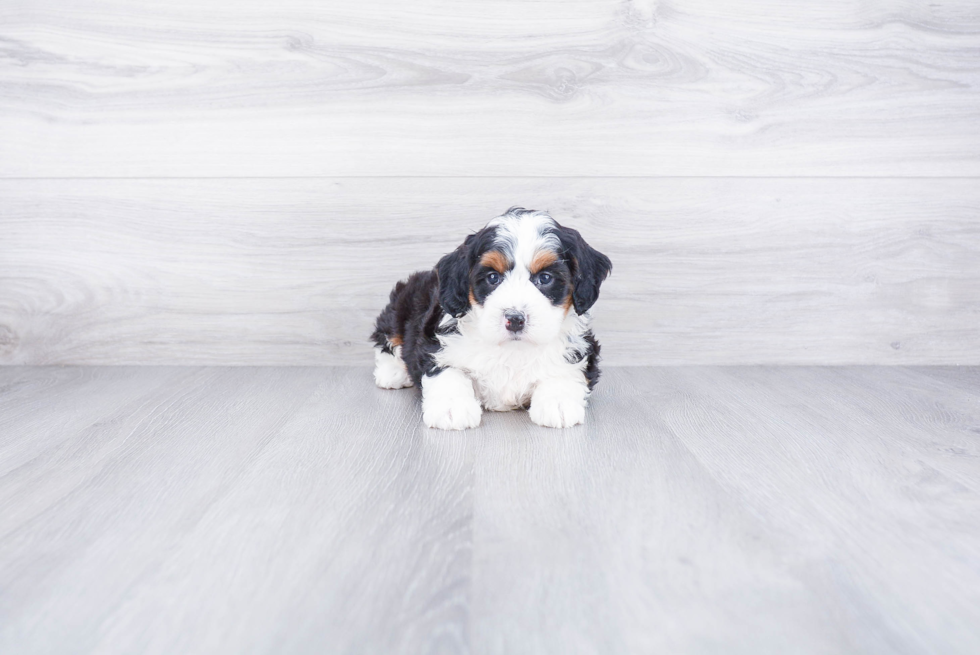 Mini Bernedoodle Puppy for Adoption